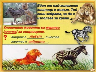 Един от най-големите
хищници е лъвът. Той
гони зебрата, за да я
използва за храна.
Уловените животни са жертви
/плячка/ за хищниците.

лъвът
Хищник е _________, а негова
жертва е ___________.
зебрата

 