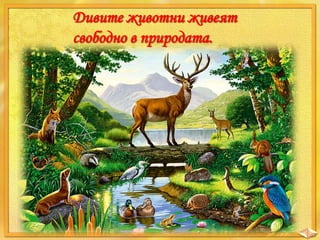 Дивите животни живеят
свободно в природата.

 