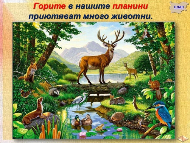 Животински свят - ЧО, 3 клас, Булвест