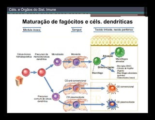 Céls.
Céls. e Órgãos do Sist. Imune

Maturação de fagócitos e céls. dendríticas

 