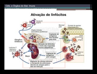 Céls.
Céls. e Órgãos do Sist. Imune

Ativação de linfócitos

 