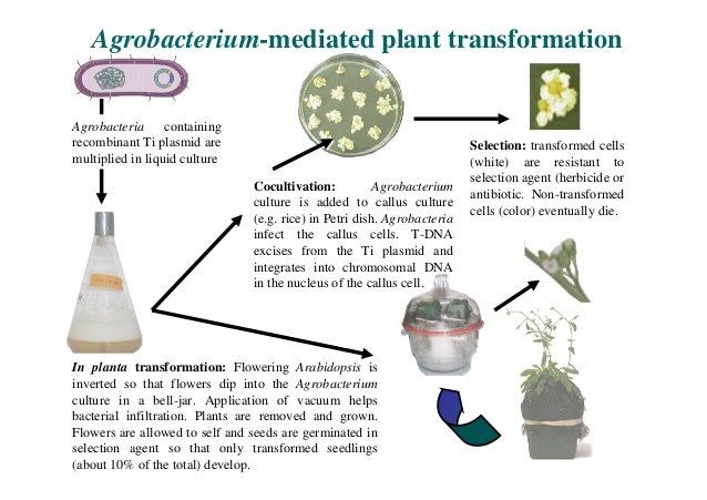 A Plant That Is Able To Make Its Own Food A Plant That Is Able To Make Its Own Food