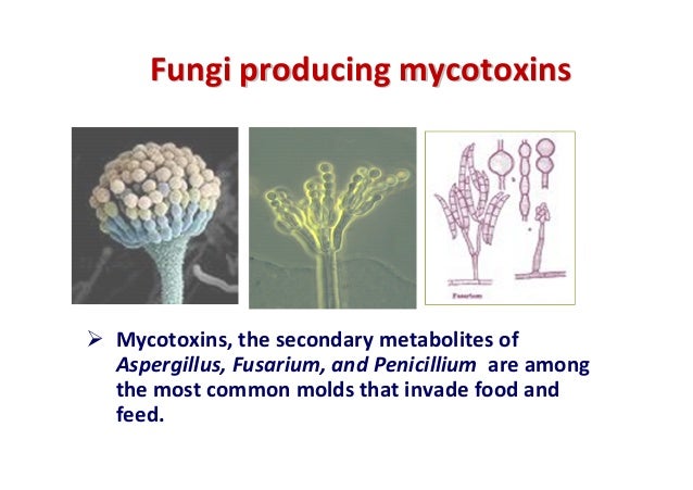 Food Poisoning With Mycotoxins Outbreak Food Poisoning With Mycotoxins Outbreak