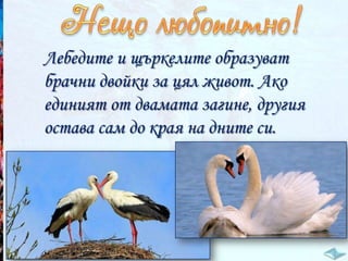 Лебедите и щъркелите образуват
брачни двойки за цял живот. Ако
единият от двамата загине, другия
остава сам до края на дните си.

 