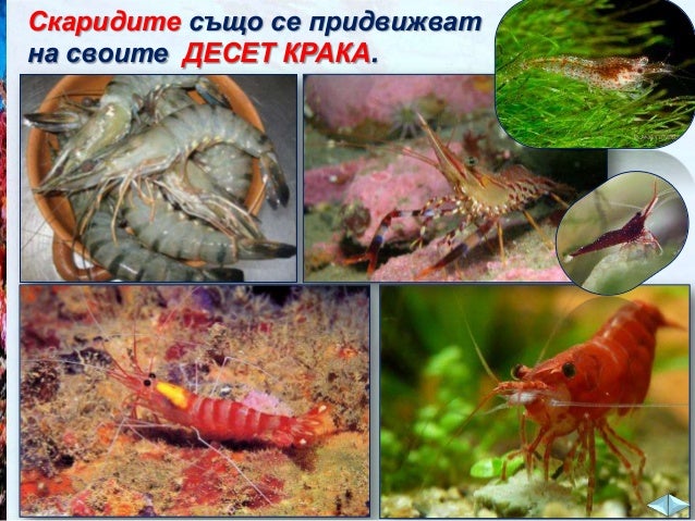 Животните във водата - ЧП,-3-клас,-Булвест