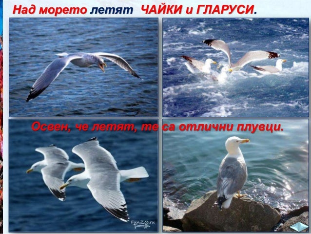 Животните във водата - ЧП,-3-клас,-Булвест