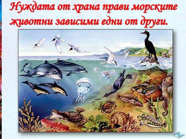 Животните във водата - ЧП,-3-клас,-Булвест