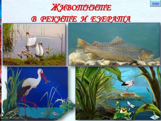 Животните във водата - ЧП,-3-клас,-Булвест