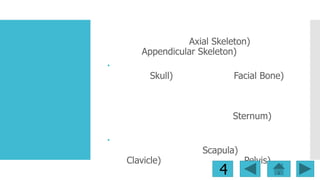 Axial Skeleton)
Appendicular Skeleton)


Skull)

Facial Bone)

Sternum)

Clavicle)

Scapula)

4

Pelvis)

 