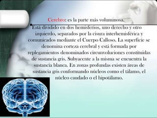 Cerebro: es la parte más voluminosa.
Está dividido en dos hemisferios, uno derecho y otro
izquierdo, separados por la cisura interhemisférica y
comunicados mediante el Cuerpo Calloso. La superficie se
denomina corteza cerebral y está formada por
replegamientos denominados circunvoluciones constituidas
de sustancia gris. Subyacente a la misma se encuentra la
sustancia blanca. En zonas profundas existen áreas de
sustancia gris conformando núcleos como el tálamo, el
núcleo caudado o el hipotálamo.

 