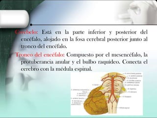 Cerebelo: Está en la parte inferior y posterior del
encéfalo, alojado en la fosa cerebral posterior junto al
tronco del encéfalo.
Tronco del encéfalo: Compuesto por el mesencéfalo, la
protuberancia anular y el bulbo raquídeo. Conecta el
cerebro con la médula espinal.

 