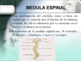 Es una prolongación del encéfalo, como si fuese un
cordón que se extiende por el interior de la columna
vertebral. En ella la substancia gris se encuentra en el
interior y la blanca en el exterior.
Los segmentos de la medula espinal son : 8 cervicales,
12 dorsales , 5 lumbares, 5 sacro y 1 coccígeo.

 