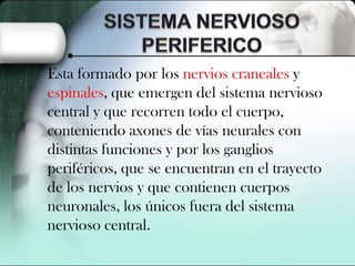 Esta formado por los nervios craneales y
espinales, que emergen del sistema nervioso
central y que recorren todo el cuerpo,
conteniendo axones de vías neurales con
distintas funciones y por los ganglios
periféricos, que se encuentran en el trayecto
de los nervios y que contienen cuerpos
neuronales, los únicos fuera del sistema
nervioso central.

 