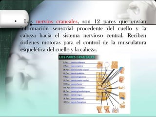 •

Los nervios craneales, son 12 pares que envían
información sensorial procedente del cuello y la
cabeza hacia el sistema nervioso central. Reciben
órdenes motoras para el control de la musculatura
esquelética del cuello y la cabeza.

 