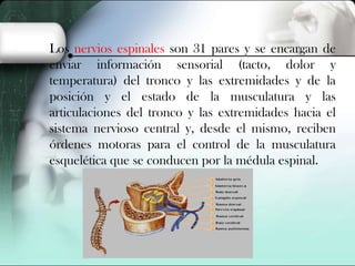 Los nervios espinales son 31 pares y se encargan de
enviar información sensorial (tacto, dolor y
temperatura) del tronco y las extremidades y de la
posición y el estado de la musculatura y las
articulaciones del tronco y las extremidades hacia el
sistema nervioso central y, desde el mismo, reciben
órdenes motoras para el control de la musculatura
esquelética que se conducen por la médula espinal.

 