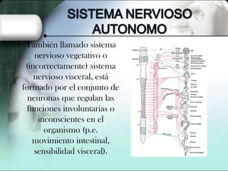 • También llamado sistema
nervioso vegetativo o
(incorrectamente) sistema
nervioso visceral, está
formado por el conjunto de
neuronas que regulan las
funciones involuntarias o
inconscientes en el
organismo (p.e.
movimiento intestinal,
sensibilidad visceral).

 