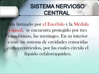 Esta formado por el Encéfalo y la Médula
espinal, se encuentra protegido por tres
membranas, las meninges. En su interior
existe un sistema de cavidades conocidas
como ventrículos, por las cuales circula el
líquido cefalorraquídeo.

 