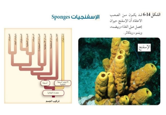 3ـ الاسفنجيات واللاسعات