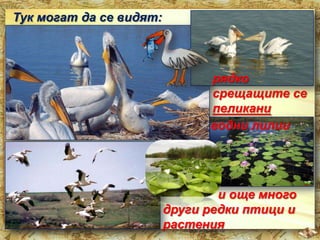 Тук могат да се видят:

рядко
срещащите се
пеликани
водни лилии

и още много
други редки птици и
растения

 
