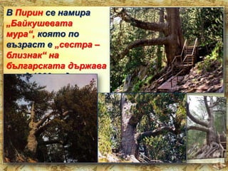 В Пирин се намира
„Байкушевата
мура“, която по
възраст е „сестра –
близнак“ на
българската държава
– над 1300 години.

 