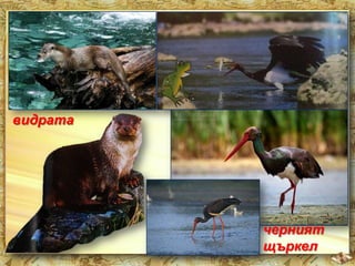 видрата

черният
щъркел

 