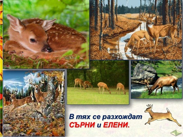 Животните на сушата - ЧП,-3-клас,-Булвест