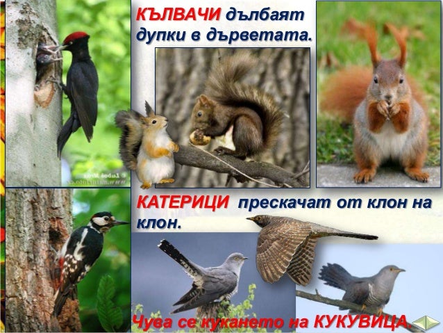 Животните на сушата - ЧП,-3-клас,-Булвест