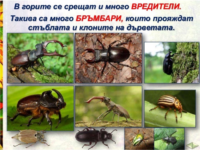 Животните на сушата - ЧП,-3-клас,-Булвест