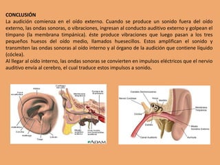 3.1 anatomia de la audicion marisol zentella