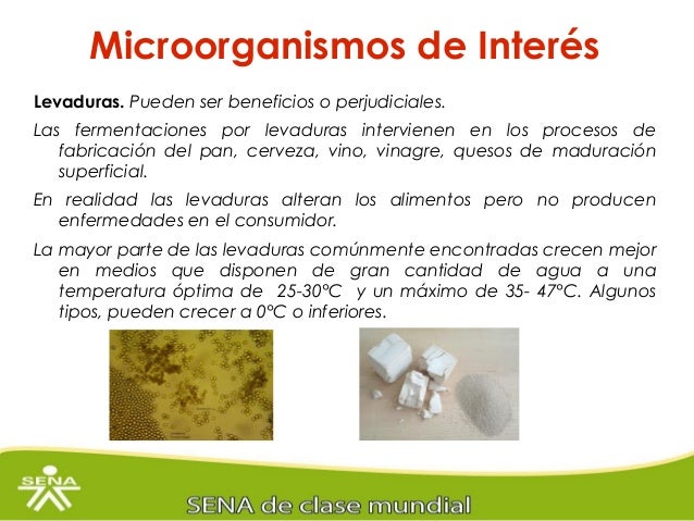 Resultado de imagen para genero rhizopus, mucor, y penicillium en el pan