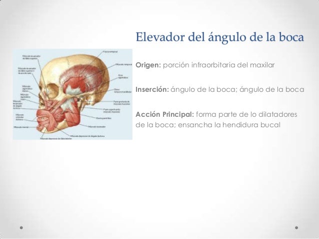 Anatomía cabeza musculos, nervios, arterias y venas de la cara