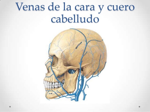 Anatomía cabeza - musculos, nervios, arterias y venas de la cara