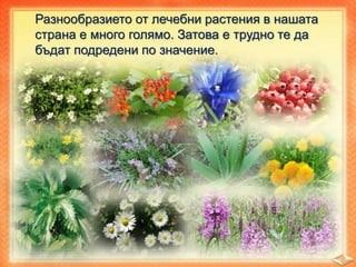 Разнообразието от лечебни растения в нашата
страна е много голямо. Затова е трудно те да
бъдат подредени по значение.
 