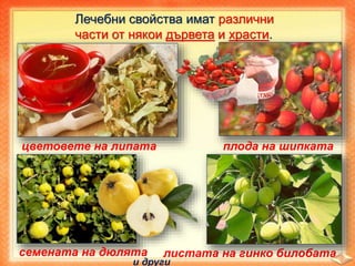 листата на гинко билобата
Лечебни свойства имат различни
части от някои дървета и храсти.
цветовете на липата плода на шипката
семената на дюлята
и други
 