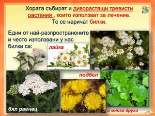 Хората събират и диворастящи тревисти
растения , които използват за лечение.
Те се наричат билки.
Едни от най-разпространените
и често използвани у нас
билки са: лайка
бял равнец
подбел
и много други
 