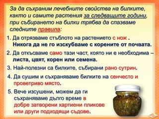 За да съхраним лечебните свойства на билките,
както и самите растения за следващите години,
при събирането на билки трябва да спазваме
следните правила:
1. Да отрязваме стъблото на растението с нож .
Никога да не го изскубваме с корените от почвата.
2. Да откъсваме само тази част, която ни е необходима –
листа, цвят, корен или семена.
3. Най-полезни са билките, събирани рано сутрин.
4. Да сушим и съхраняваме билките на сенчесто и
проветриво място.
5. Вече изсушени, можем да ги
съхраняваме дълго време в
добре затворени хартиени пликове
или други подходящи съдове.
 