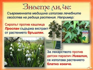 Съвременната медицина използва лечебните
свойства на редица растения. Например:
Сиропът против кашлица
Проспан съдържа екстракт
от растението бръшлян.
За лекарството против
детски паралич Нивалин,
се използва растението
блатно кокиче.
 