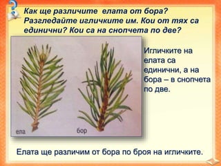 Как ще различите елата от бора?
Разгледайте игличките им. Кои от тях са
единични? Кои са на снопчета по две?
Елата ще различим от бора по броя на игличките.
Игличките на
елата са
единични, а на
бора – в снопчета
по две.
 