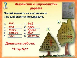 Открий имената на иглолистните
и на широколистните дървета.
1. __________ 1. _________
2. __________ 2. _________
3. __________ 3. _________
4. __________ 4. _________
5. __________ 5. _________
1
бор
ела
мура
смърч
клек
2
дъб
орех
бреза
бук
кестен
УТ: стр.24/ 2
 