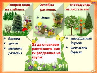 план
За да опознаем
растенията, ние
ги разделяме на
групи:
 дървета
 храсти
 тревисти
растения
 широколистни
дървета
 иглолистни
дървета
 билки
 