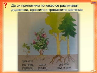 план
Да си припомним по какво се различават
дърветата, храстите и тревистите растения.
 
