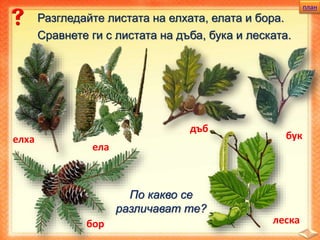 план
Разгледайте листата на елхата, елата и бора.
елха
ела
бор
Сравнете ги с листата на дъба, бука и леската.
дъб
бук
леска
По какво се
различават те?
 