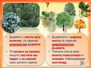 • Дървета с листа като
иглички, се наричат
иглолистни дървета.
• Те винаги са зелени,
защото листата им
падат и се сменят
през цялата година.
• Дърветата с широки
листа се наричат
широколистни
дървета.
• Техните листа през
есента пожълтяват и
окапват. Наблюдаваме
листопад.
 
