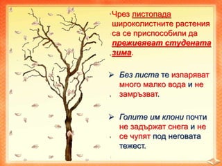 Чрез листопада
широколистните растения
са се приспособили да
преживяват студената
зима.
 Без листа те изпаряват
много малко вода и не
замръзват.
 Голите им клони почти
не задържат снега и не
се чупят под неговата
тежест.
 