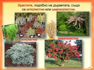 Храстите, подобно на дърветата, също
са иглолистни или широколистни.
иглолистни широколистни
 