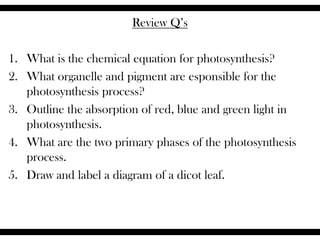 Review Q’s
1. What is the chemical equation for photosynthesis?
2. What organelle and pigment are esponsible for the
photosynthesis process?
3. Outline the absorption of red, blue and green light in
photosynthesis.
4. What are the two primary phases of the photosynthesis
process.
5. Draw and label a diagram of a dicot leaf.
 