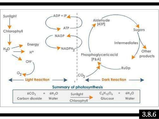 Photosynthesis essay grade 9 image