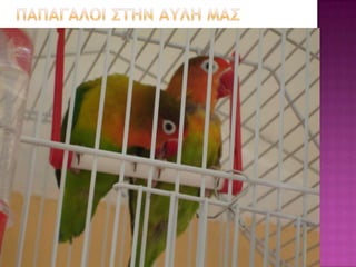 ΠΑΠΑΓΑΛΟΙ ΚΑΙ ΠΑΡΑΔΕΙΣΙΑ ΠΟΥΛΙΑ ΣΤΟΝ ΠΑΙΔΙΚΟ ΣΤΑΘΜΟ