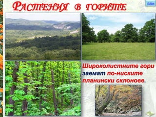 план
РАСТЕНИЯ В ГОРИТЕ
Широколистните гори
заемат по-ниските
планински склонове.
 