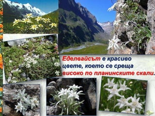 Еделвайсът е красиво
цвете, което се среща
високо по планинските скали.
 